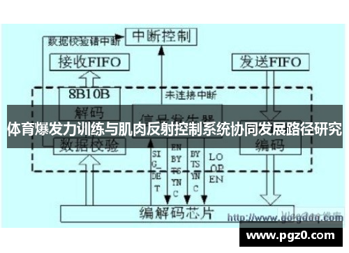 体育爆发力训练与肌肉反射控制系统协同发展路径研究